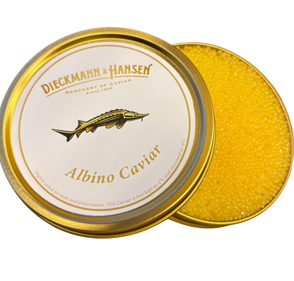 Albino Sterlet / nur wenige Einheiten